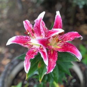 Meet your Posher, Geri